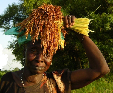 Femme portant du riz